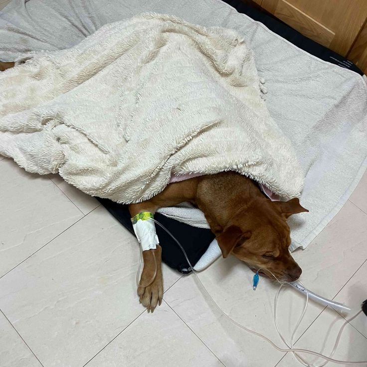 dog rescue